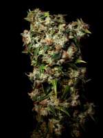 Bild von Farma (Amnesia Haze)