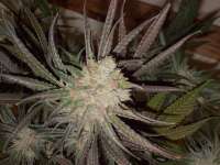 Soma Seeds Buddhas Sister - ein Foto von megatherion