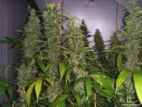 Soma Seeds Kahuna - ein Foto von FlashGordon