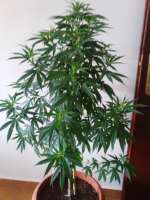 Soma Seeds So G Kush - ein Foto von obiwancannabi