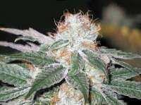 Soma Seeds White Light - ein Foto von djdank