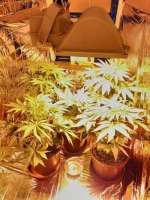 Souljah Seeds Brazilian Diesel Auto - ein Foto von djkinetics