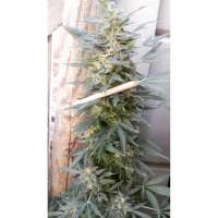 Souljah Seeds Brazilian Diesel Auto - ein Foto von djkinetics