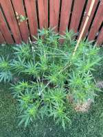 Southern Star Seeds Skunk Star - ein Foto von onyx1378