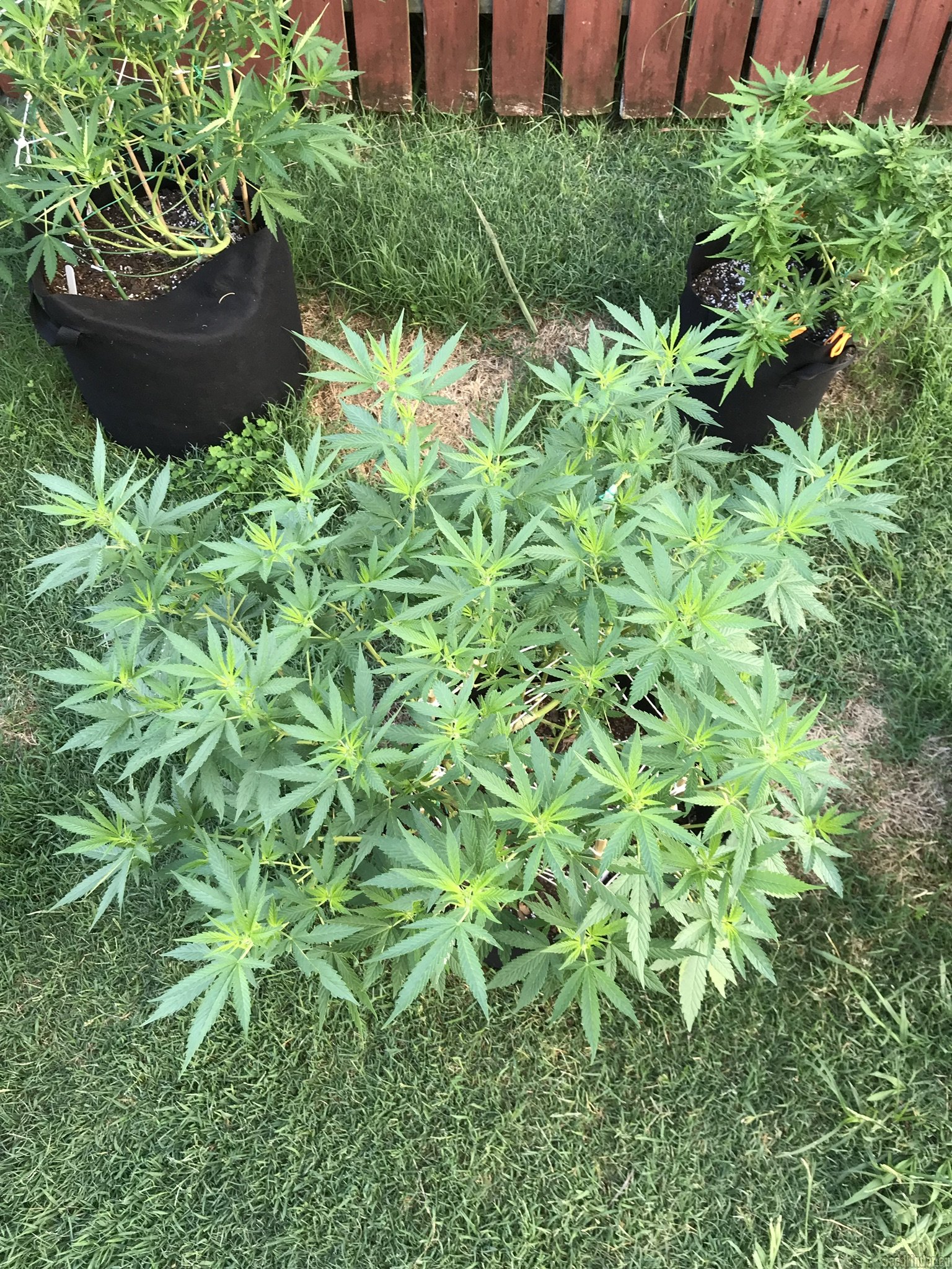 Southern Star Seeds Super Deluxe