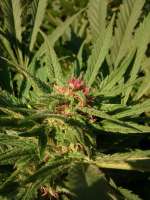 Spice of Life Seeds Legends Ultimate Indica - ein Foto von AustroCKnet