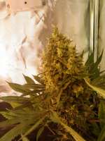 Spliff Seeds Amnesiac - ein Foto von admin