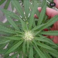 Bild von bigsexygrows (CBD Medi Kush)