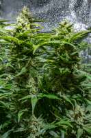 Spliff Seeds Dutch Automatic - ein Foto von cogolloeu