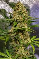 Spliff Seeds Dutch Automatic - ein Foto von cogolloeu