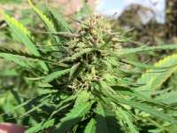 Bild von ficky [Fast Bud Outdoor]