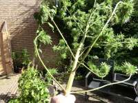 Bild von ficky [Fast Bud Outdoor]