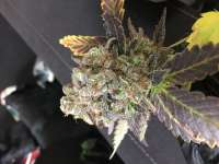 Bild von MisterMax97 (Gold Bar Kush)