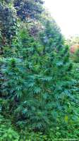 Spliff Seeds Gold Rush Outdoor - ein Foto von DerKommissar