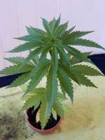 Spliff Seeds Gold Rush Outdoor - ein Foto von mrnicex