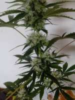 Spliff Seeds Master Kush - ein Foto von campimist