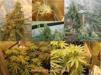 Bild von SmokingBarney (Medical Kush)