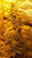 Spliff Seeds Mega Power Plant - ein Foto von Spliff