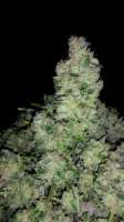 Bild von Jaybone (Moon Walker Kush)