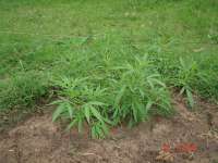 Spliff Seeds Polm Gold Outdoor - ein Foto von mikeljoint