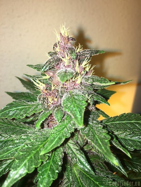 Spliff Seeds Purple Berry Kush