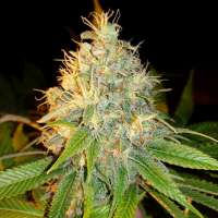 Bild von Joshwmcsc (Purple Berry Kush)