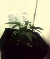 Spliff Seeds Royal Thai - ein Foto von indica2me