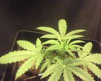 Spliff Seeds Royal Thai - ein Foto von indica2me