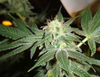 Spliff Seeds Snow White - ein Foto von Hempsmoke