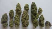 Spliff Seeds Spliff Cheese - ein Foto von CannaHeaven