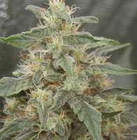 Bild von SmokingBarney [White Widow]