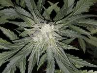 Sterquiliniis Seed Supply Cuba Libre - ein Foto von SterquiliniisSeeds