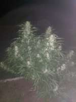 Sterquiliniis Seed Supply Dark & Stormy - ein Foto von HaywoodFever