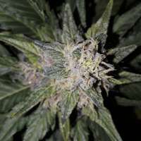 Bild von SterquiliniisSeeds (Dark Stormy)