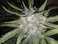 Sterquiliniis Seed Supply Kong - ein Foto von SterquiliniisSeeds