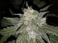 Sterquiliniis Seed Supply Mai Tai - ein Foto von SterquiliniisSeeds