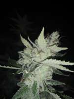 Bild von BuddyJunior420 (White Lemon)