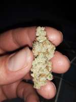 Bild von BuddyJunior420 (White Lemon)