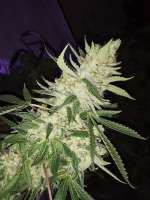 Bild von BuddyJunior420 (White Lemon)