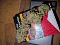 Strain Hunters Seed Bank White Lemon - ein Foto von 19RAF89