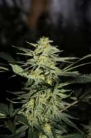 Stranger Seeds Stranger #OG - ein Foto von Polarstar