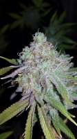 SubCool’s The Dank Cosmic Glue - ein Foto von Robbeansman