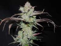 Bild von Cultivator420 (Dairy Queen)