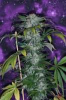 SubCool’s The Dank Deep Purple - ein Foto von SativaFred