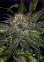 SubCool’s The Dank Deep Purple - ein Foto von SativaFred