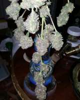 Bild von Cannabliss239 (Grape Lime Ricky)