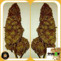 Bild von Wiji30 (Sumos Big Bud)