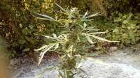 Bild von Wiji30 (White Widow)