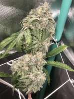 Sunrise Side Seeds Sunrise Kush - ein Foto von Riftraft