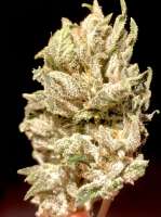 Sunrise Side Seeds Sunrise Kush - ein Foto von Greybeard66